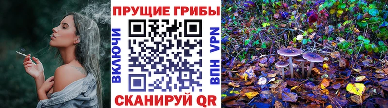где купить наркоту  Петухово  Псилоцибиновые грибы Cubensis 